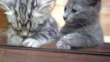 Chat triste