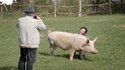 Les vegans pourront remanger de la viande