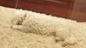 Faire moquette 2