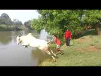 Jump into the lake with a cow