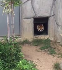 Panda roux vs rocher