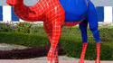 Spider-camel ! 