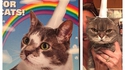 Corne de licorne pour chats