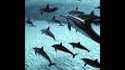 Dans l'eau avec les dauphins