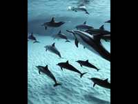 Dans l'eau avec les dauphins