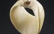Bague d'archer en ivoire, Inde Moghole