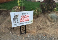 Attention chat stupide