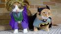 Jokat et Catman