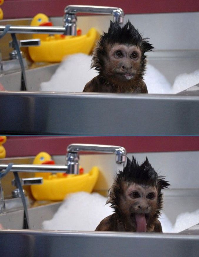 Un singe qui prend sa douche