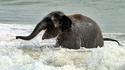 Bébé éléphant à la plage