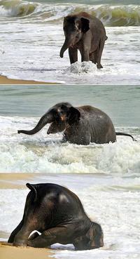 Bébé éléphant à la plage