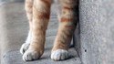 Chat figé