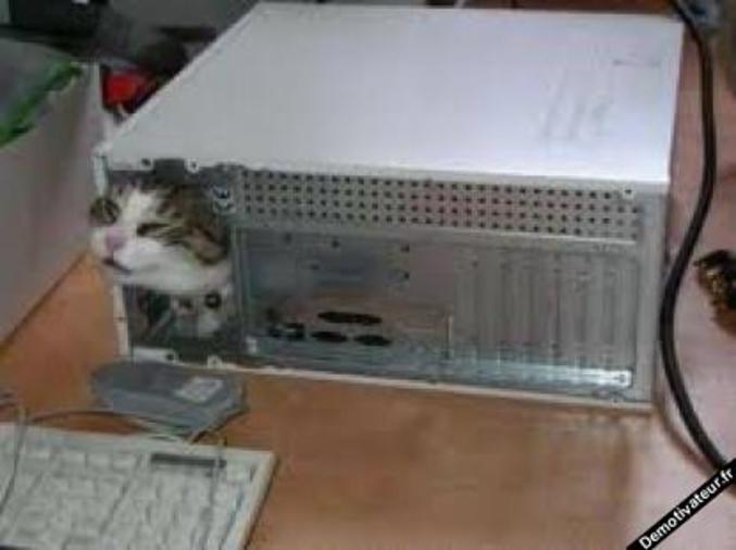 Internet is made of cats
