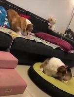 Toujours les mêmes.