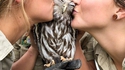 Un hibou glorieux