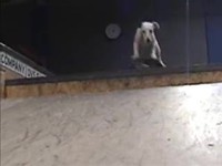 Un chien skateur