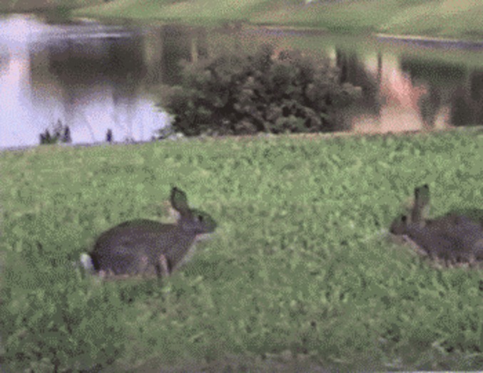 Moment entre deux lapins