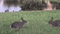 Moment entre deux lapins