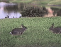 Moment entre deux lapins