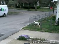 Moment de solitude pour un livreur FedEx