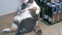 Hangover