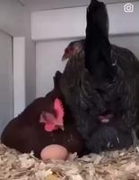 Poule curieuse 