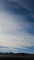 altocumulus undulatus