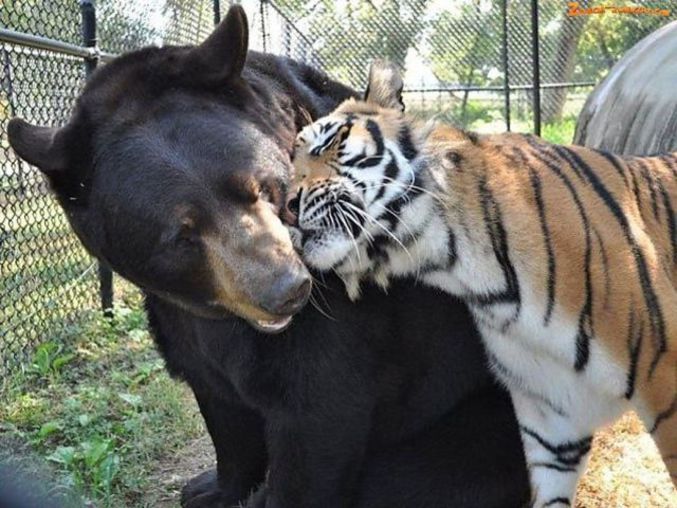 <a href="http://channel.nationalgeographic.com/wild/unlikely-animal-friends/videos/lion-and-tiger-and-bear-oh-my/">En savoir plus</a>