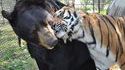 Calin entre un tigre et un ours