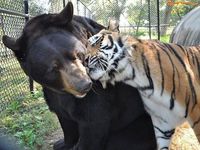 Calin entre un tigre et un ours