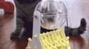Le hamster Power walker