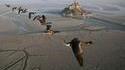 Groupe d'oiseaux se barrant de Bretagne pour aller en Normandie