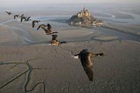 Groupe d'oiseaux se barrant de Bretagne pour aller en Normandie