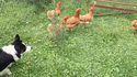Pourquoi les poulets jumeaux ont-ils attaqué ?