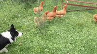 Pourquoi les poulets jumeaux ont-ils attaqué ?
