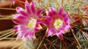 Fleur de Cactus