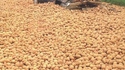 Avoir la patate !