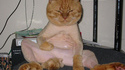 Chatte épilée