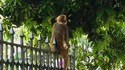 Kan Phil n'a pas la banane