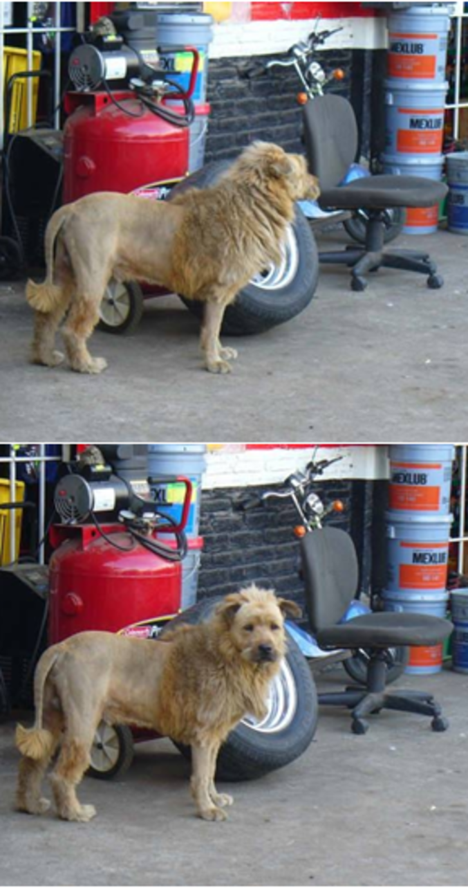 Le propriétaire d'un garage a eu l'idée de tondre son chien de façon à faire croire que c'est un lion afin d'éviter les vols.