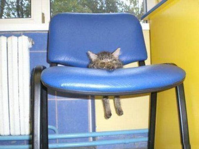 Un chaton dort sur une chaise dans une position vraiment bizarre.