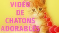 Vidéo de Chatons Adorables 