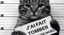 Chat coupable