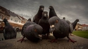 Des pigeons