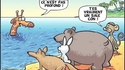 Bain de girafe