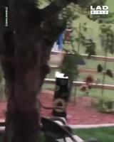 Papa embête encore les golfeurs. 