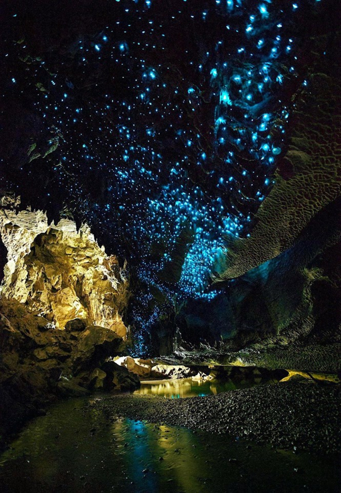 Grâce à leur capacité de bioluminescence, des millions de larves illuminent les parois des grottes de Waitomo (NZ) créant un spectacle semblable à un ciel étoilé.