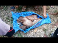Young siamese bulls