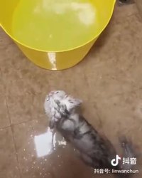 Les chats et l'eau #1