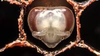 Les 21 premiers jours d'une abeille